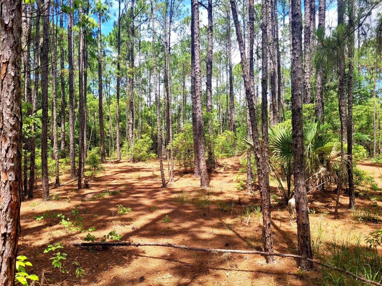 TROPICAL DRIVE, Eustis, FL 32726