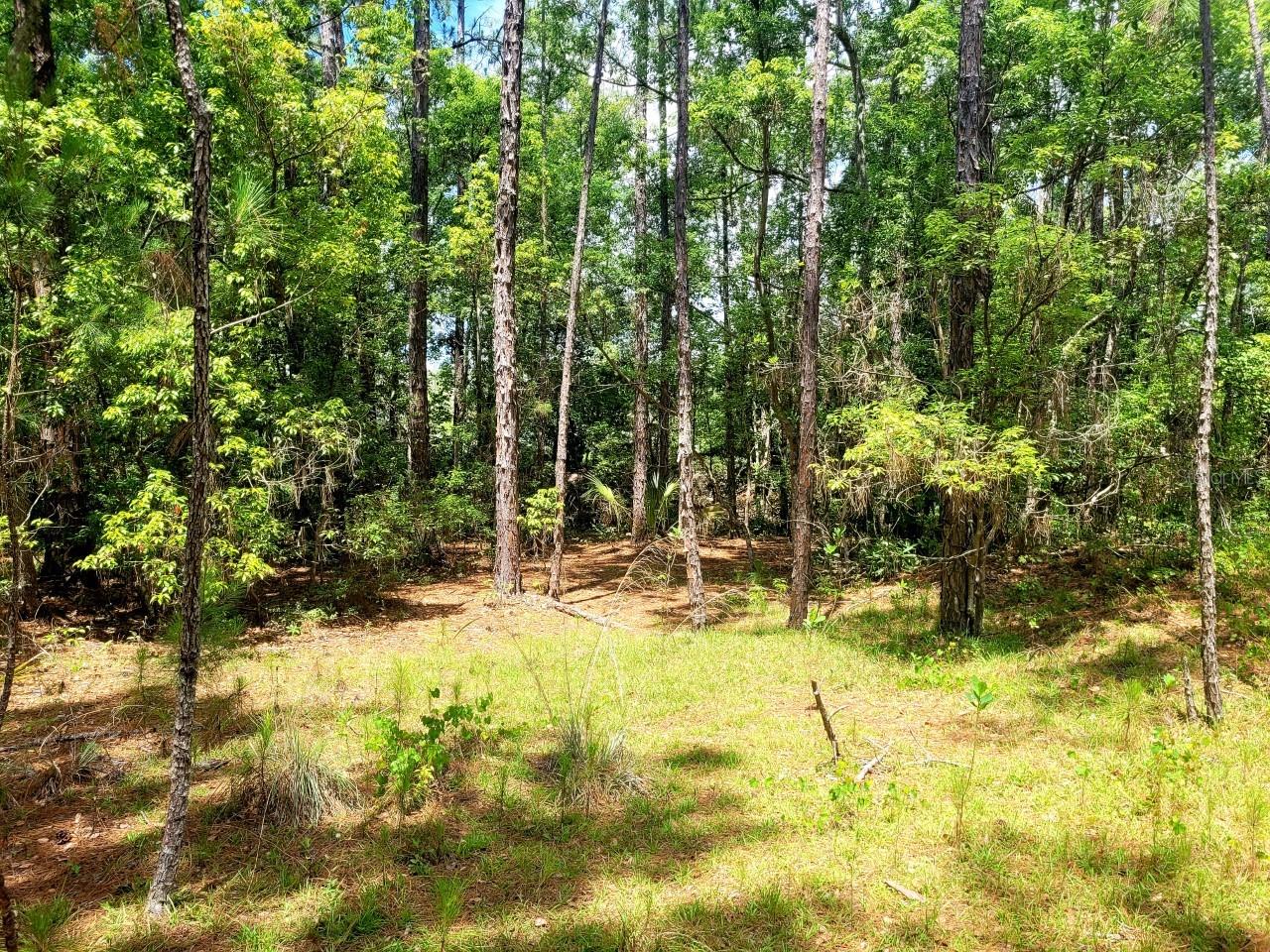 TROPICAL DRIVE, Eustis, FL 32726