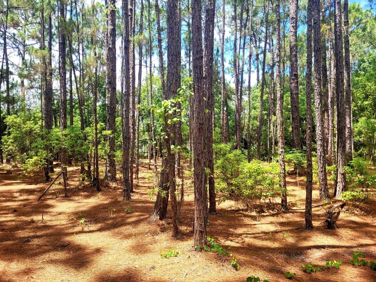 TROPICAL DRIVE, Eustis, FL 32726