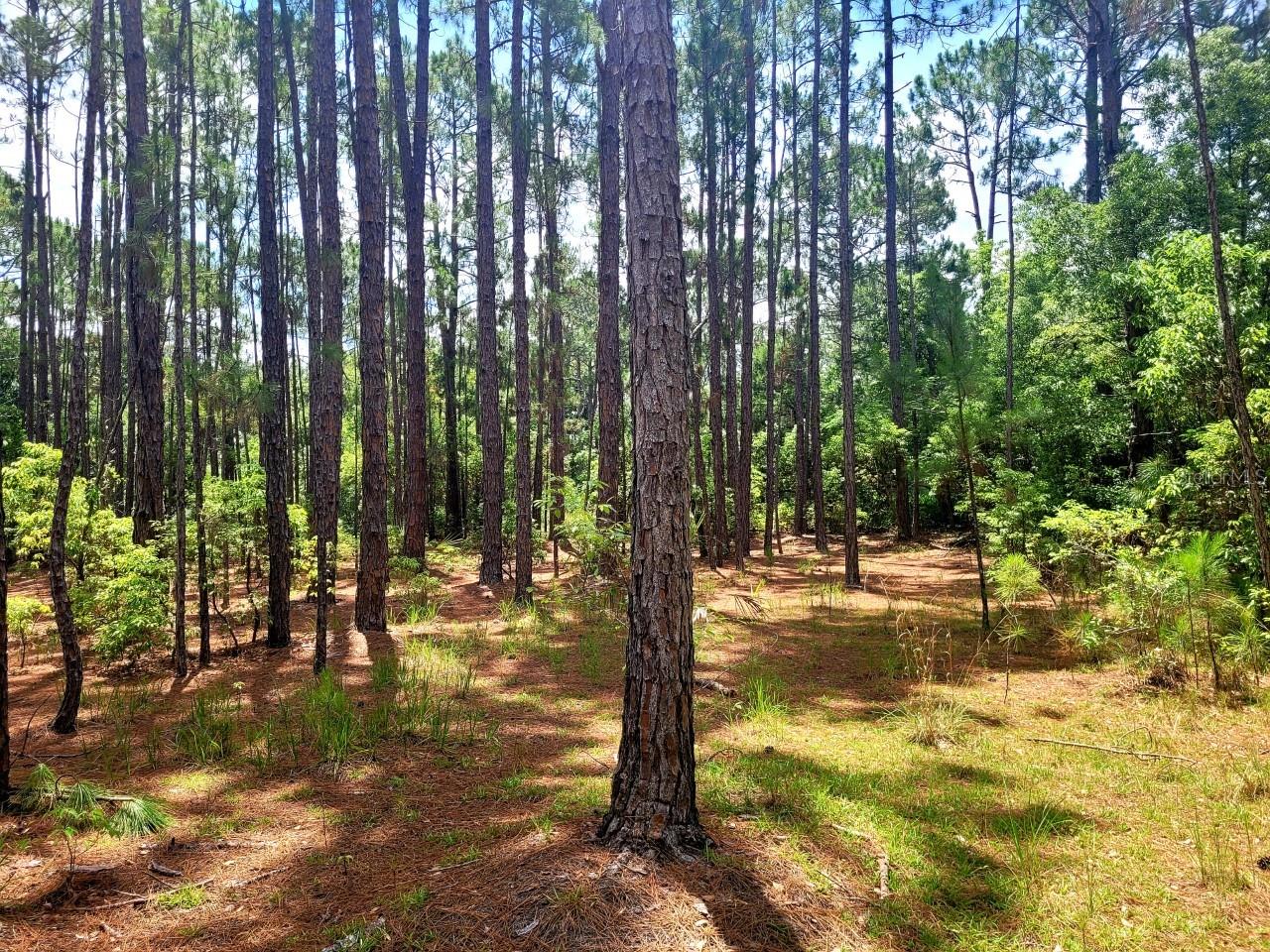 TROPICAL DRIVE, Eustis, FL 32726