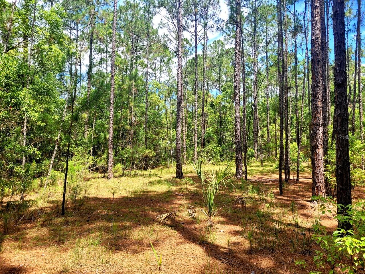 TROPICAL DRIVE, Eustis, FL 32726
