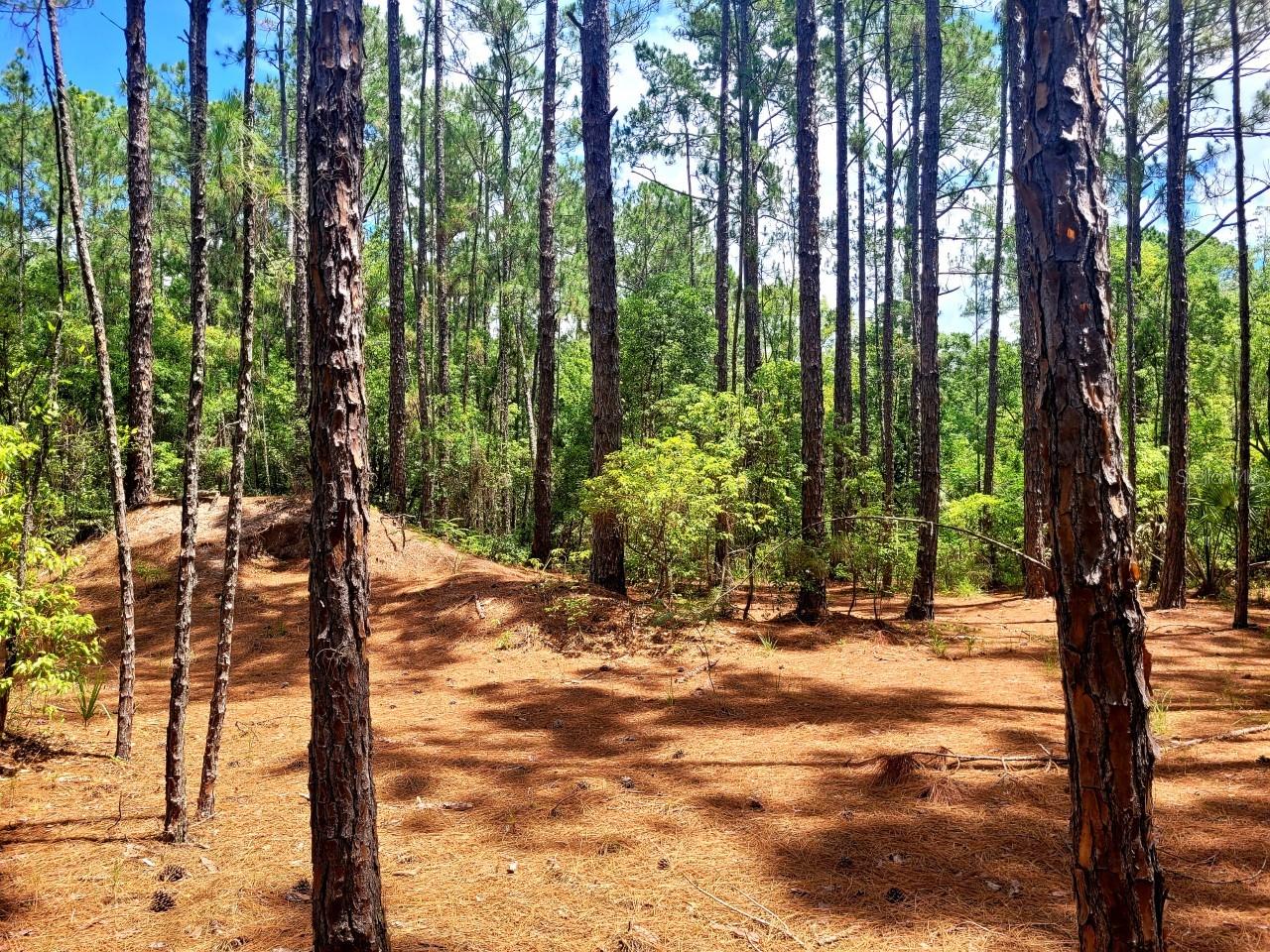 TROPICAL DRIVE, Eustis, FL 32726