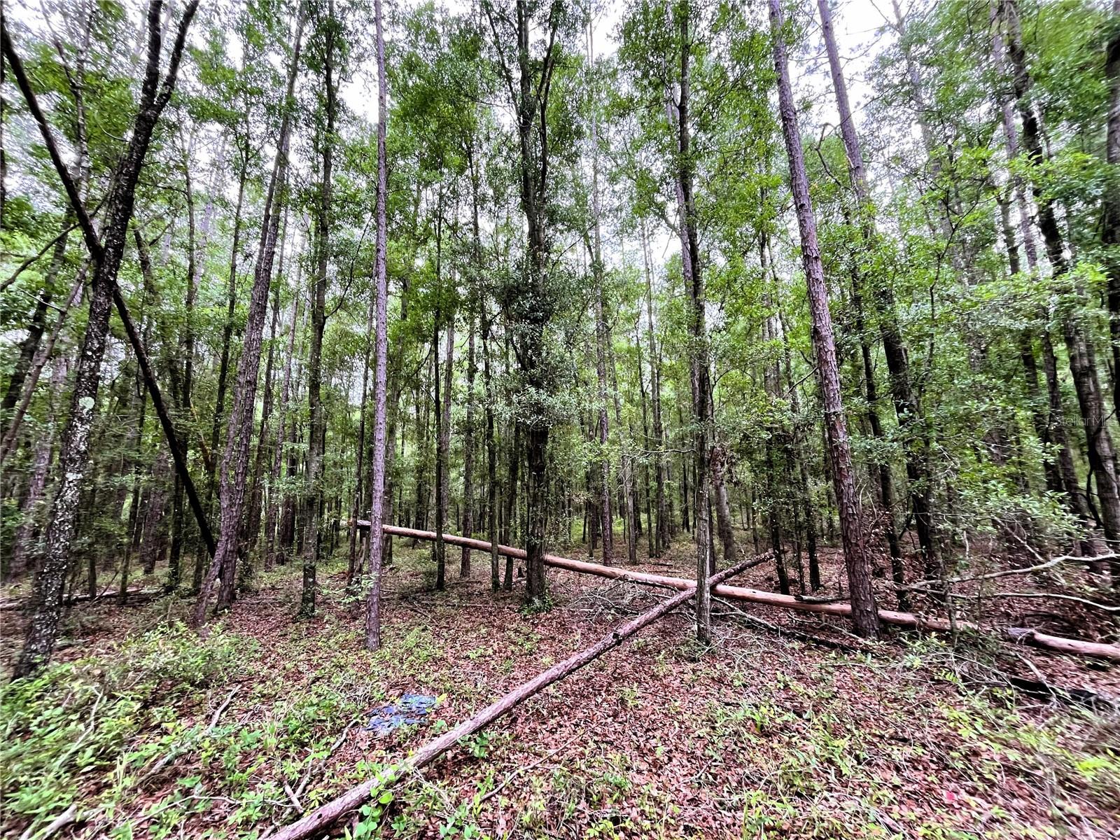 1874 SW NAUTILUS ROAD, Lake City, FL 32024