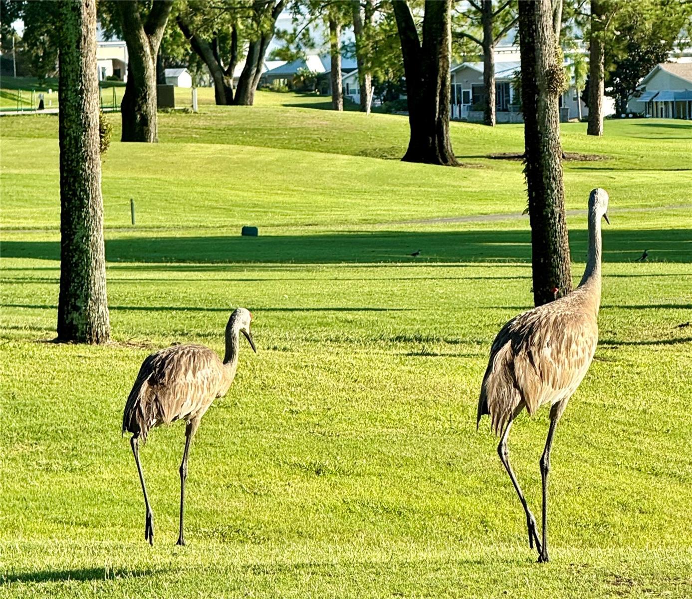 Enjoy watching the sandhill cranes