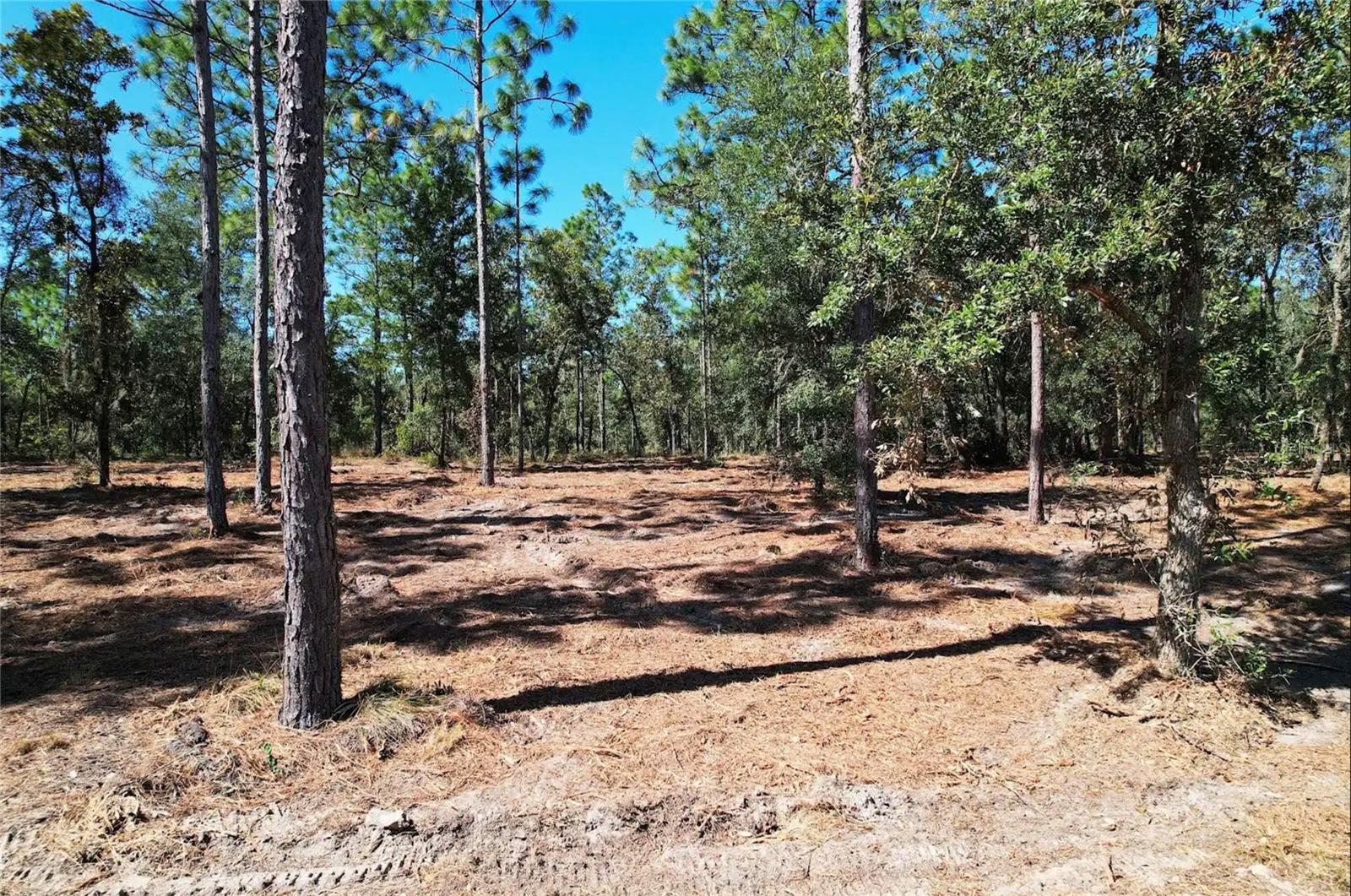 NE 16TH PLACE, Williston, FL 32696 NE 16TH PLACE, Williston, FL 32696