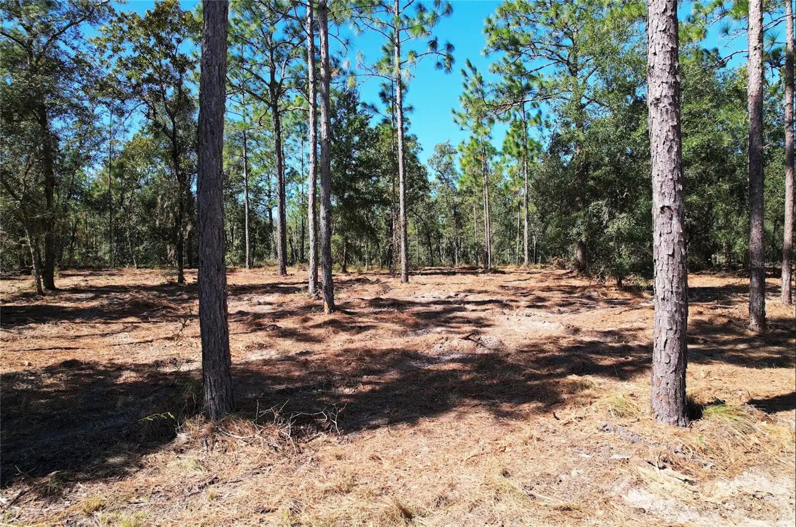 NE 16TH PLACE, Williston, FL 32696 NE 16TH PLACE, Williston, FL 32696