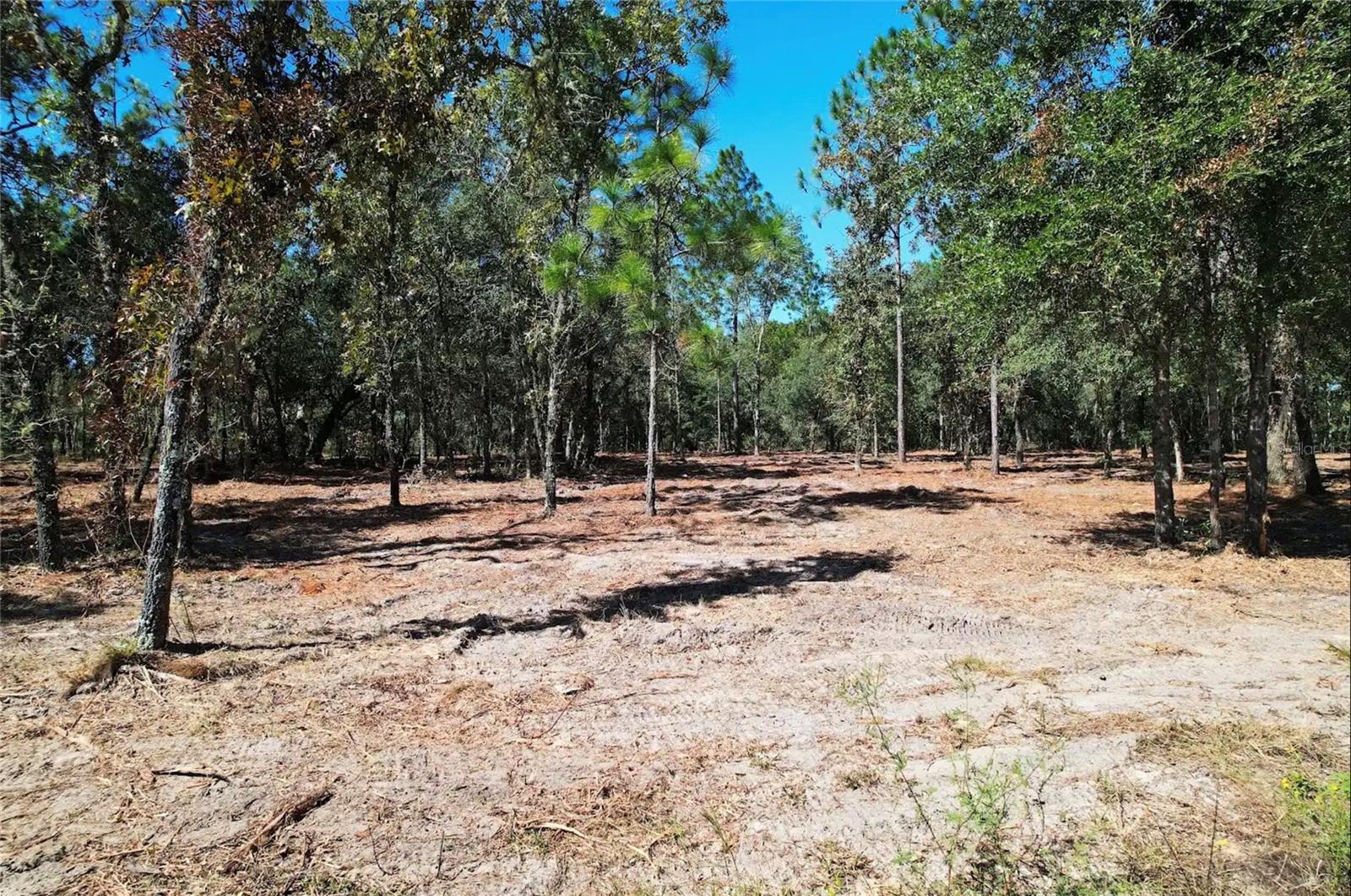 NE 16TH PLACE, Williston, FL 32696