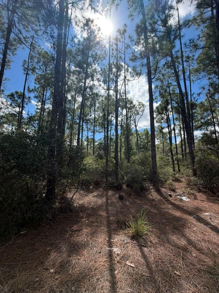 421 AMOROUS AVENUE, Lake Placid, FL 33852 421 AMOROUS AVENUE, Lake Placid, FL 33852