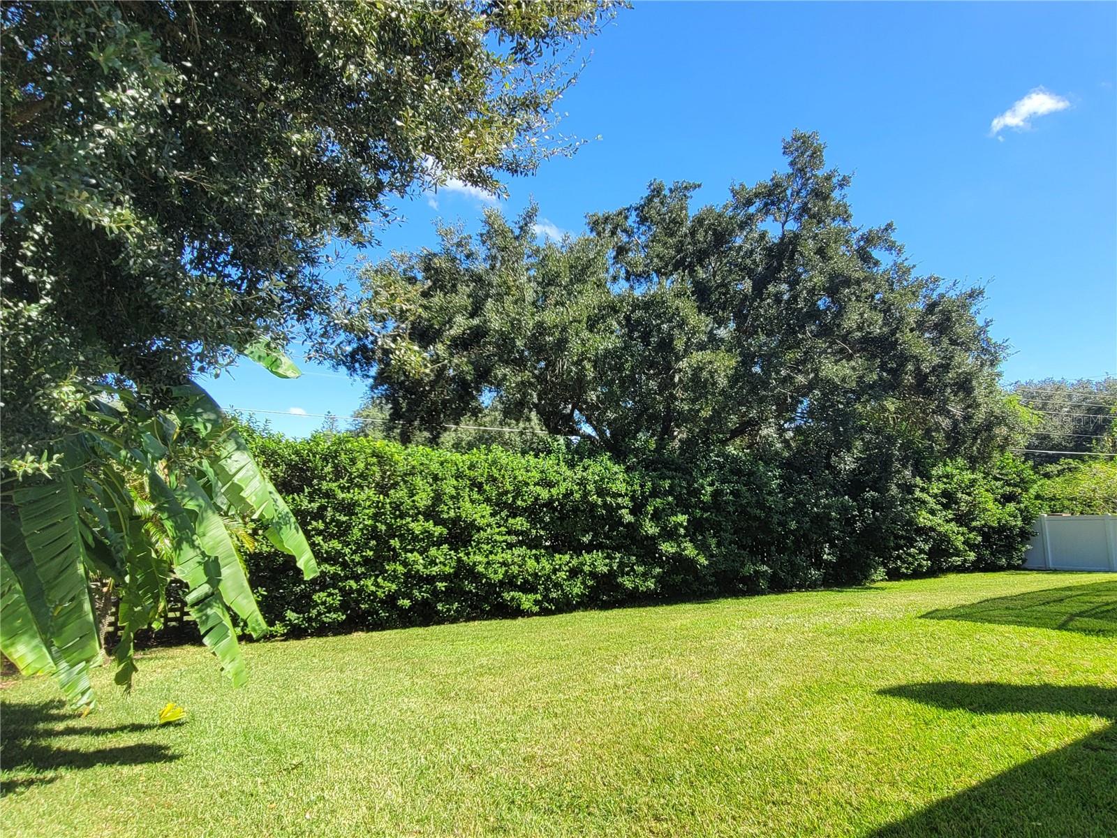 Backyard