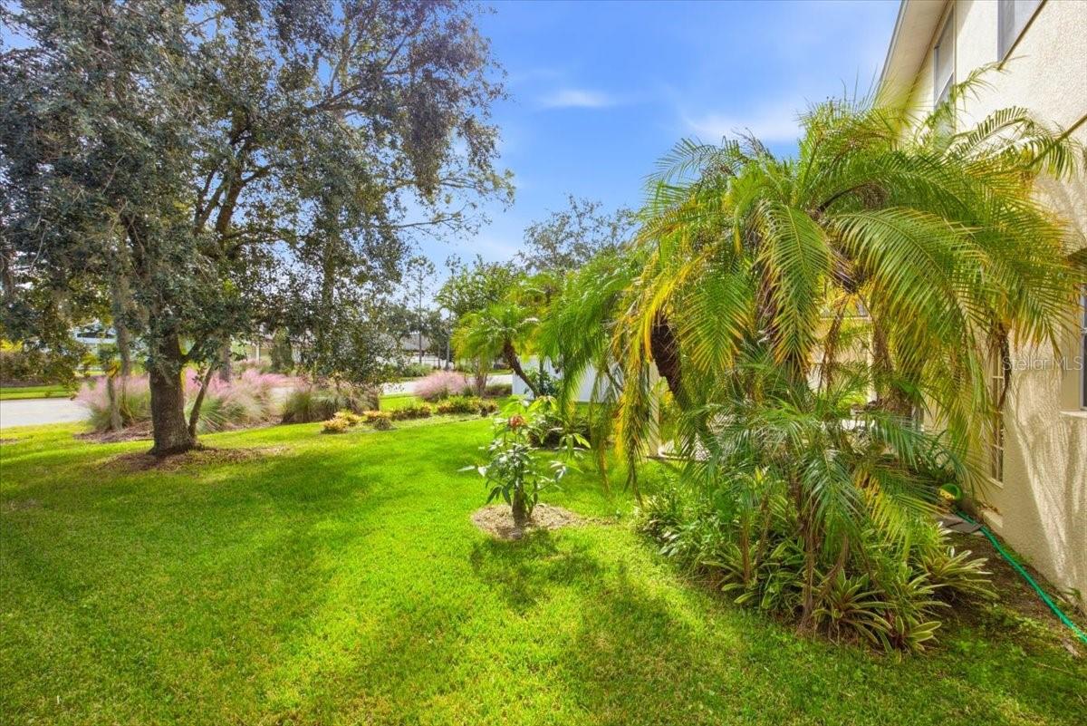 Back Yard1