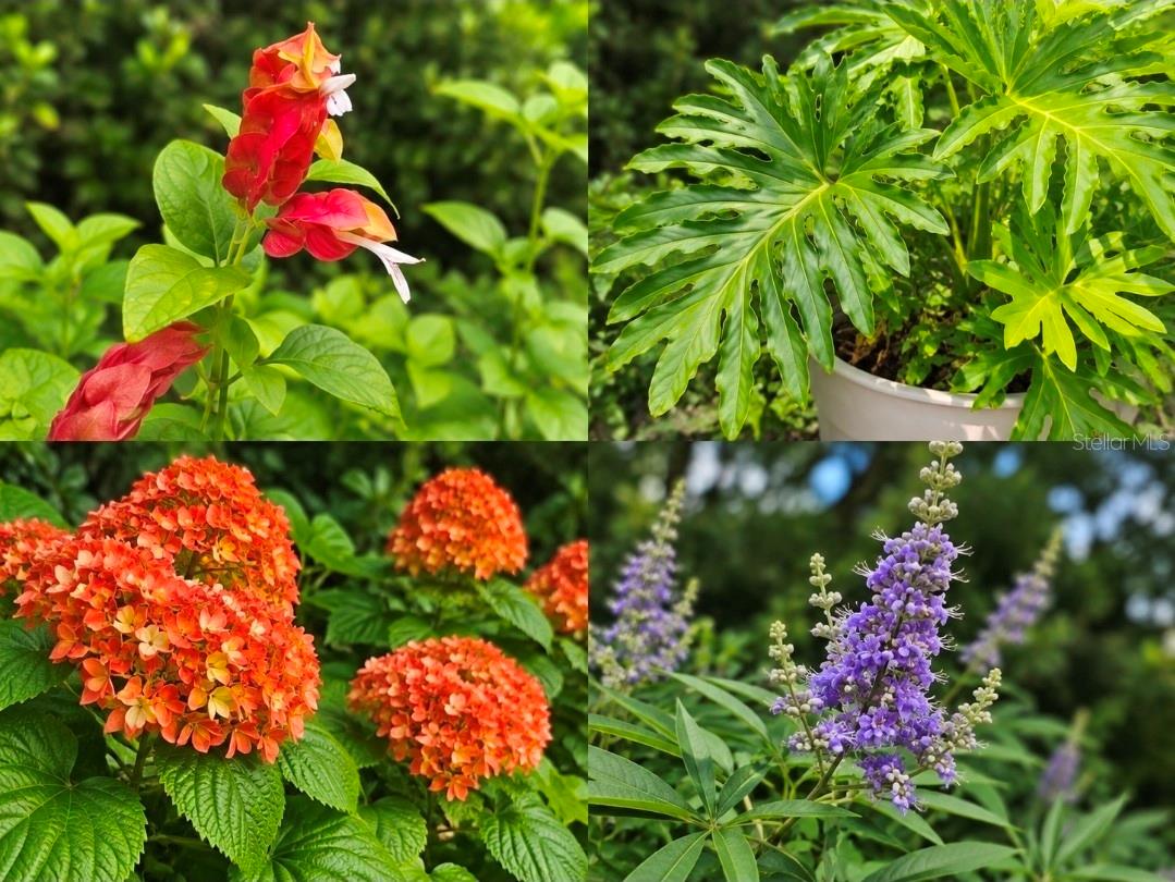 blooming flowers