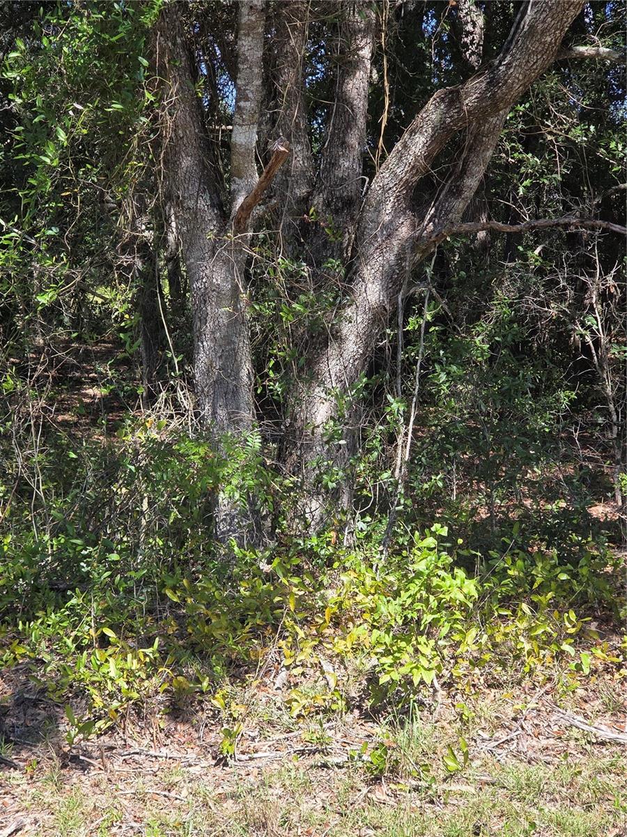115 STREET ROAD, Ocklawaha, FL 32179