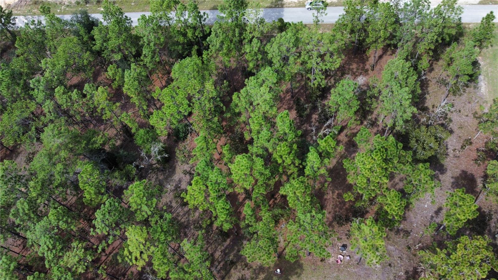 TBD NW TAMARIND LANE, Dunnellon, FL 34431