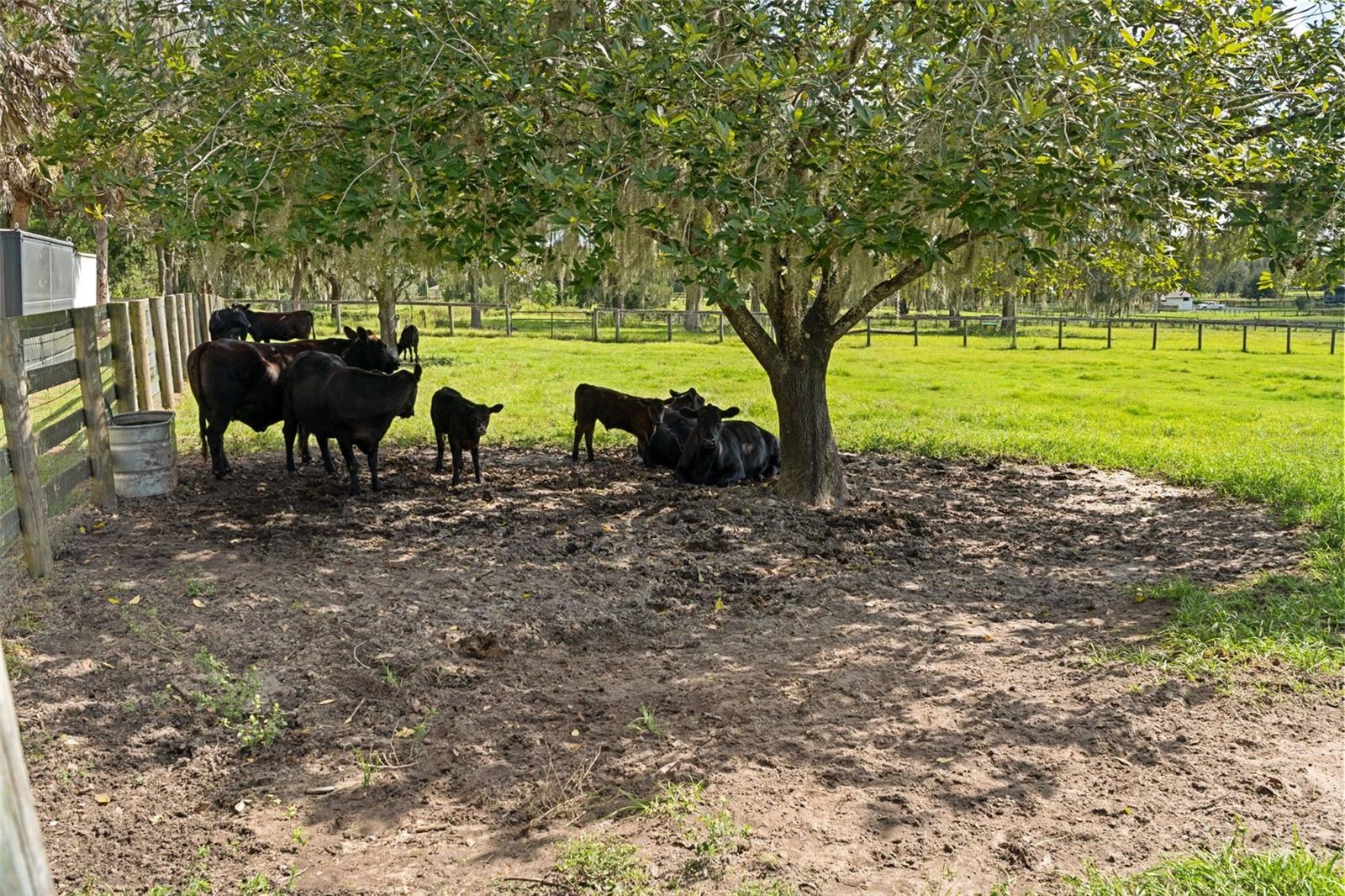 Cows in Pasture