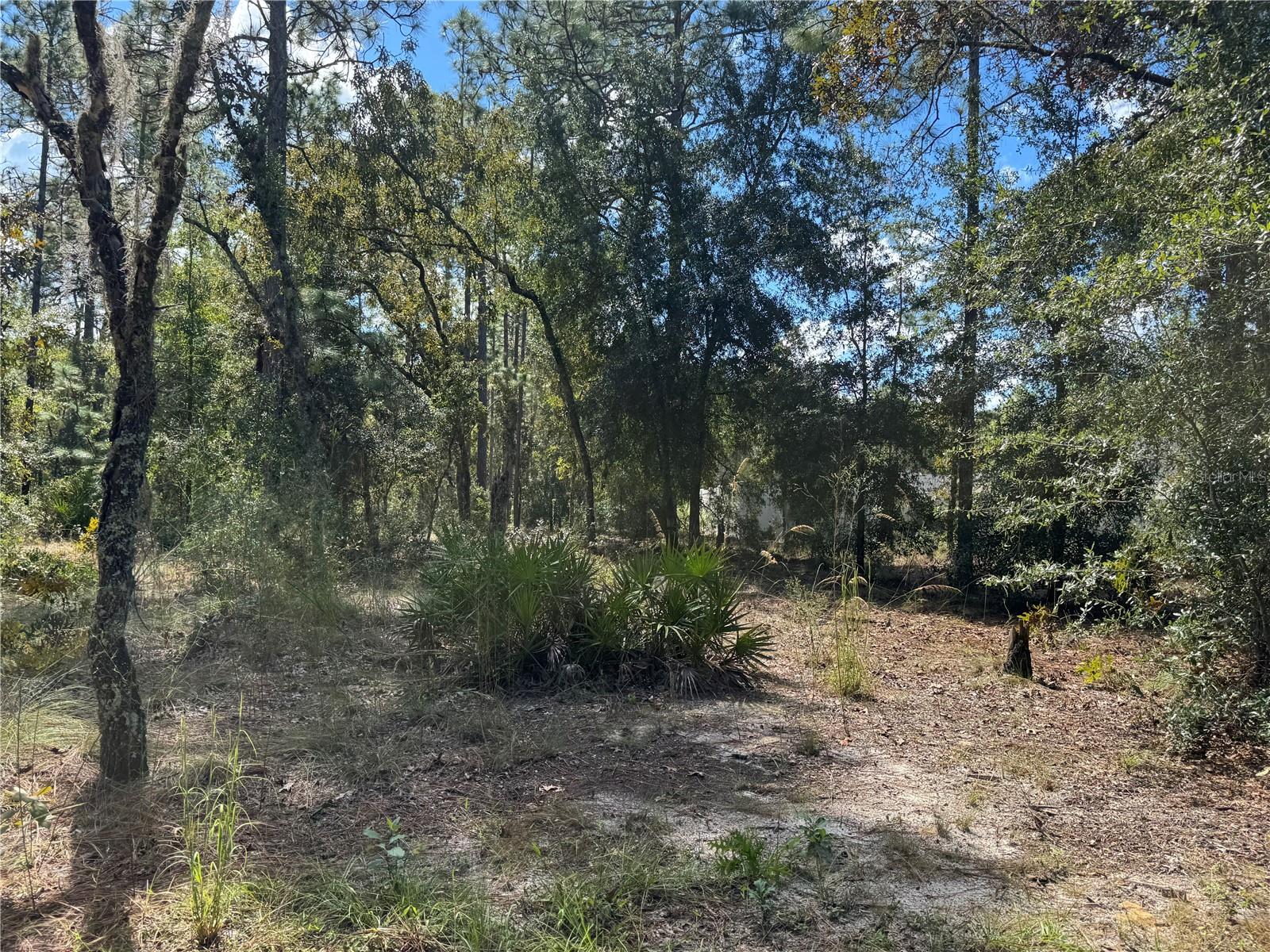 LOT 21 LOOKING FROM FRONT OF .24 ACRE LOT (WESTSIDE) TO CENTER AND BACK, (EASTSIDE) OF LOT. TO THE RIGHT (SOUTHSIDE OF LOT), IS NEIGHBORING PROPERTY. TO THE LEFT IS 2615 SW 15TH CT HOME FOR SALE ALSO. BOTH PROPERTIES CAN BE SOLD TOGETHER OR SEPARATE