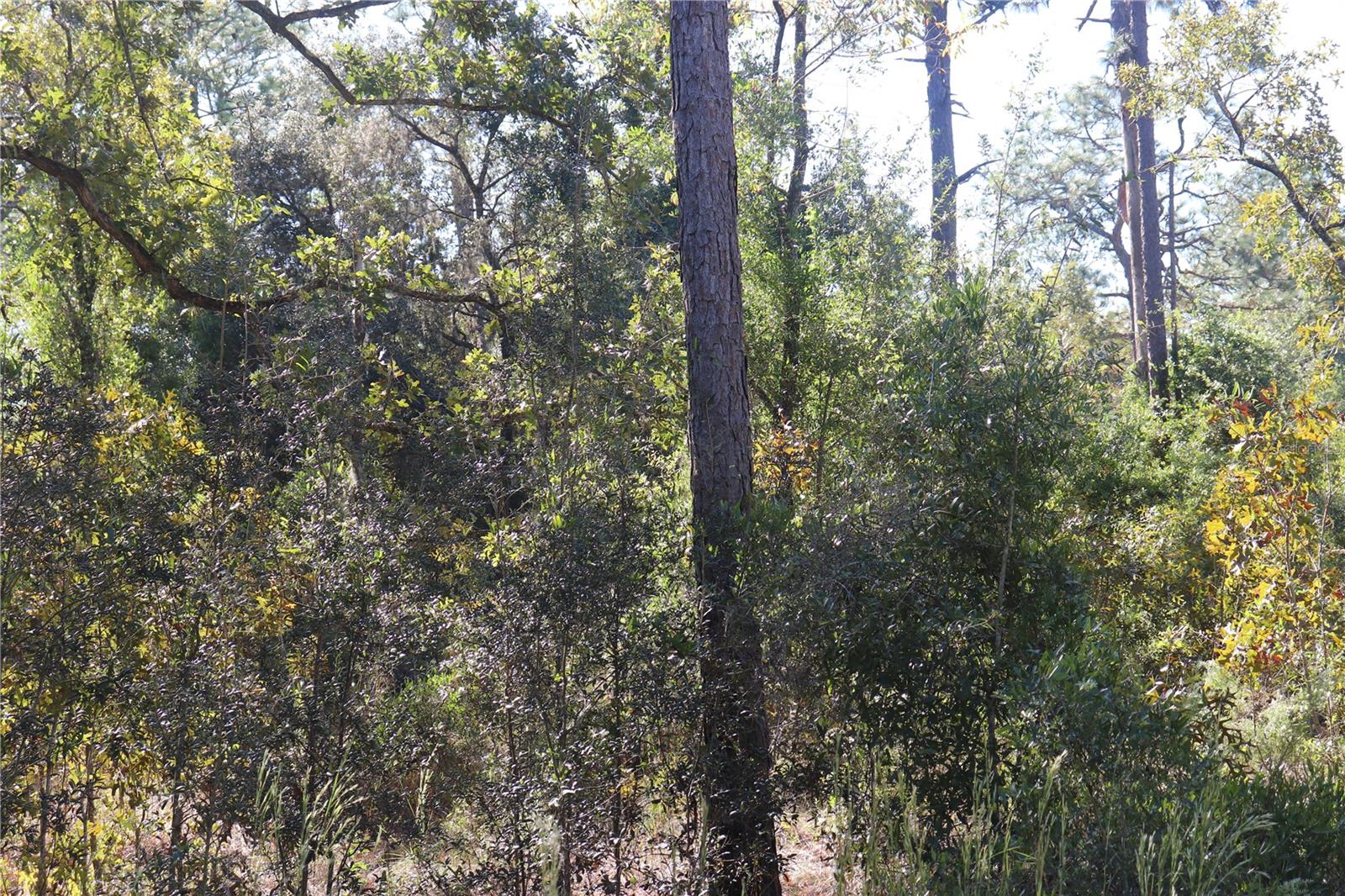 5756 W CONNETQUOT PLACE, Dunnellon, FL 34433