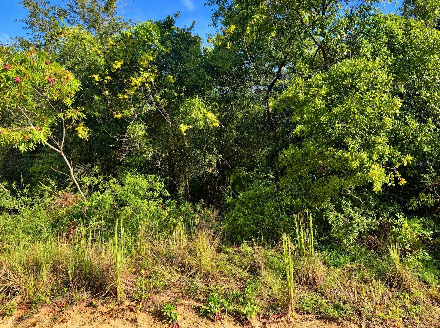 TBD NE 133RD STREET, Salt Springs, FL 32134