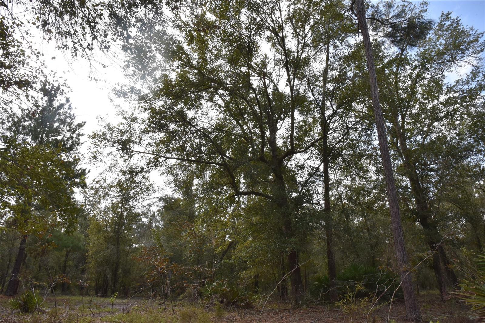 9150 SE US HIGHWAY 301, Hawthorne, FL 32640