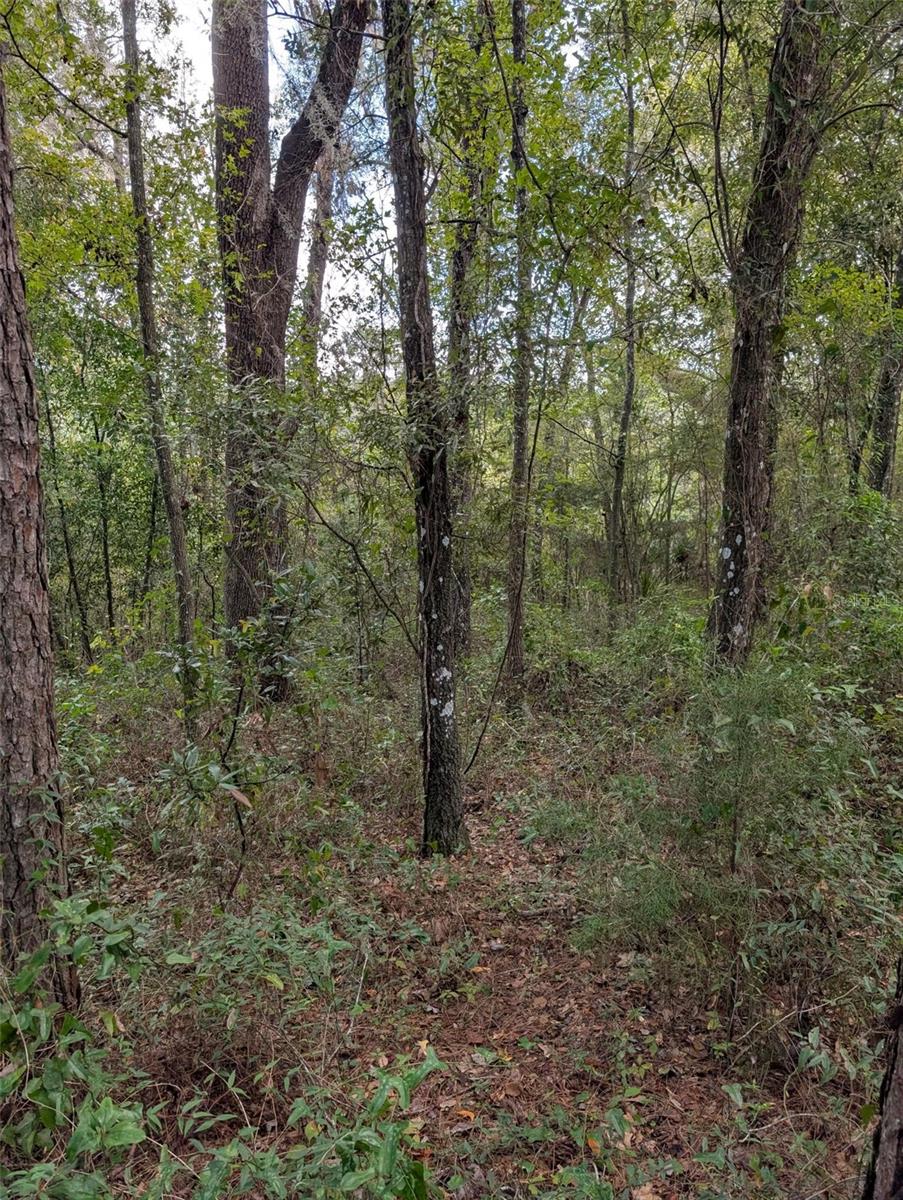 0 NW HWY 464B, Morriston, FL 32668