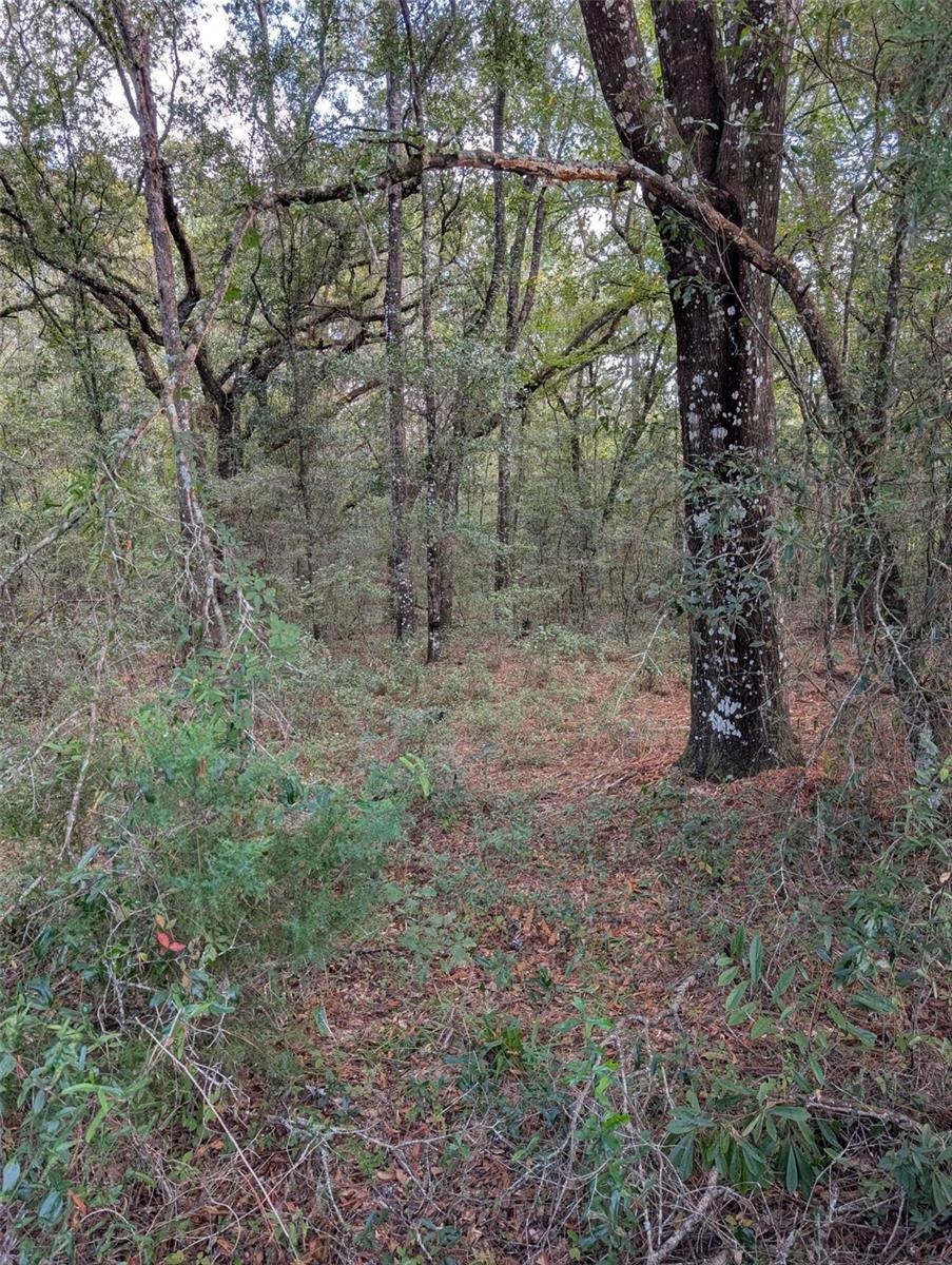 0 NW HWY 464B, Morriston, FL 32668