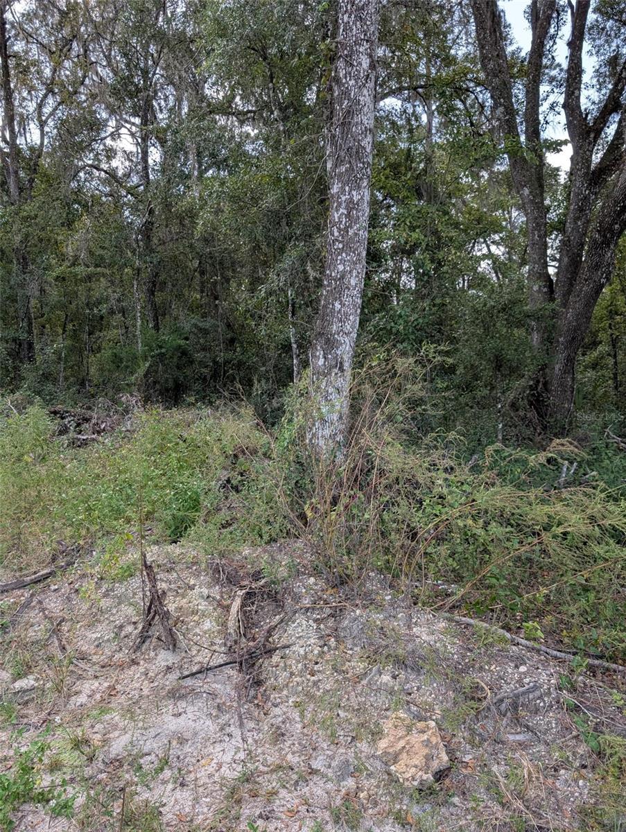 0 NW HWY 464B, Morriston, FL 32668