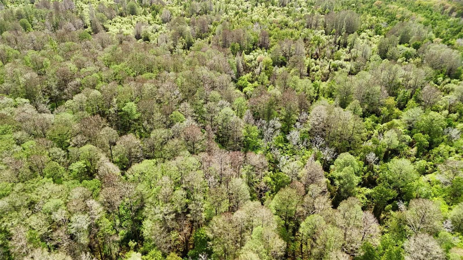 GILLETTE ROAD, Zolfo Springs, FL 33890
