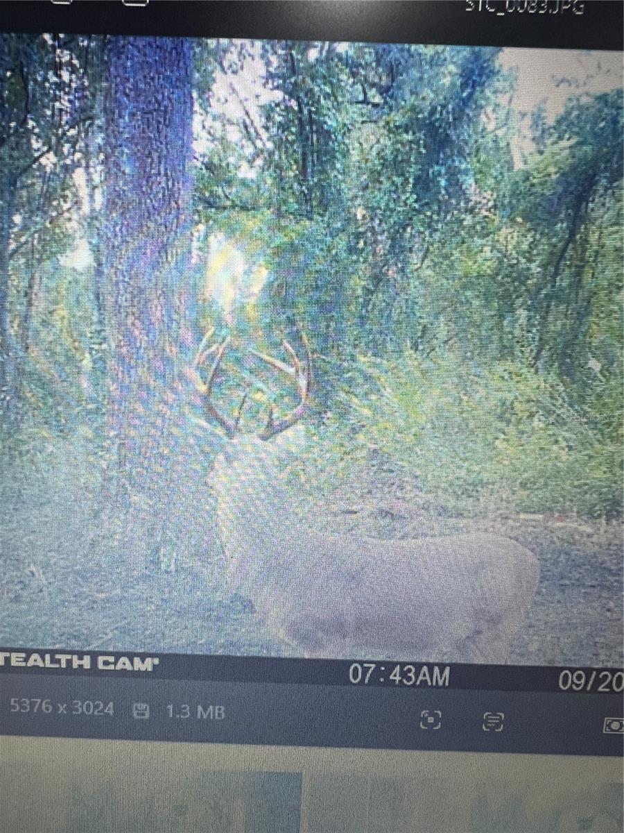 GILLETTE ROAD, Zolfo Springs, FL 33890