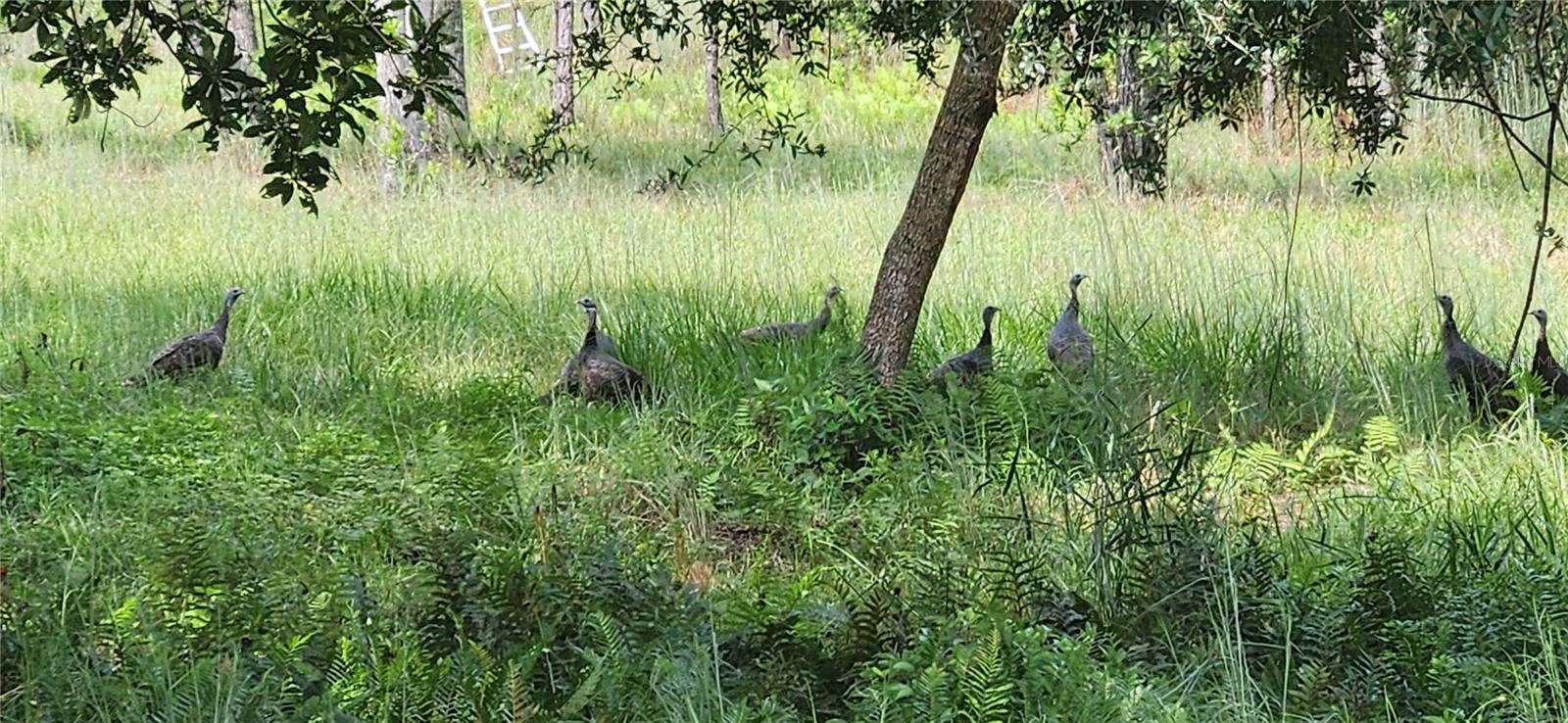 GILLETTE ROAD, Zolfo Springs, FL 33890