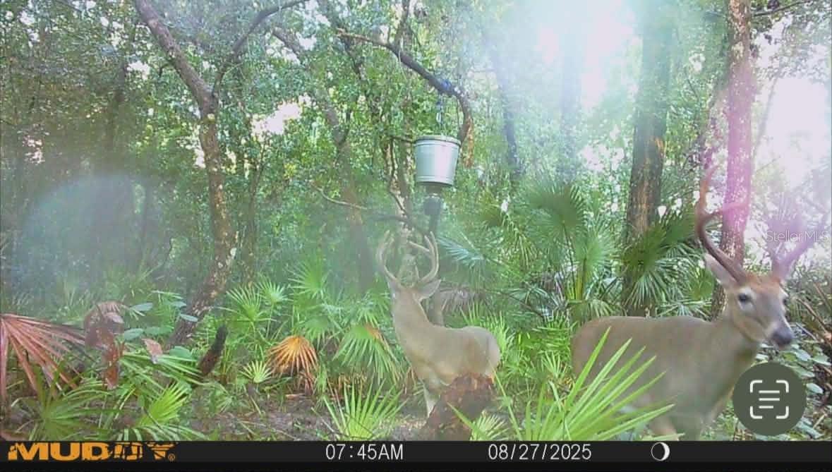 GILLETTE ROAD, Zolfo Springs, FL 33890
