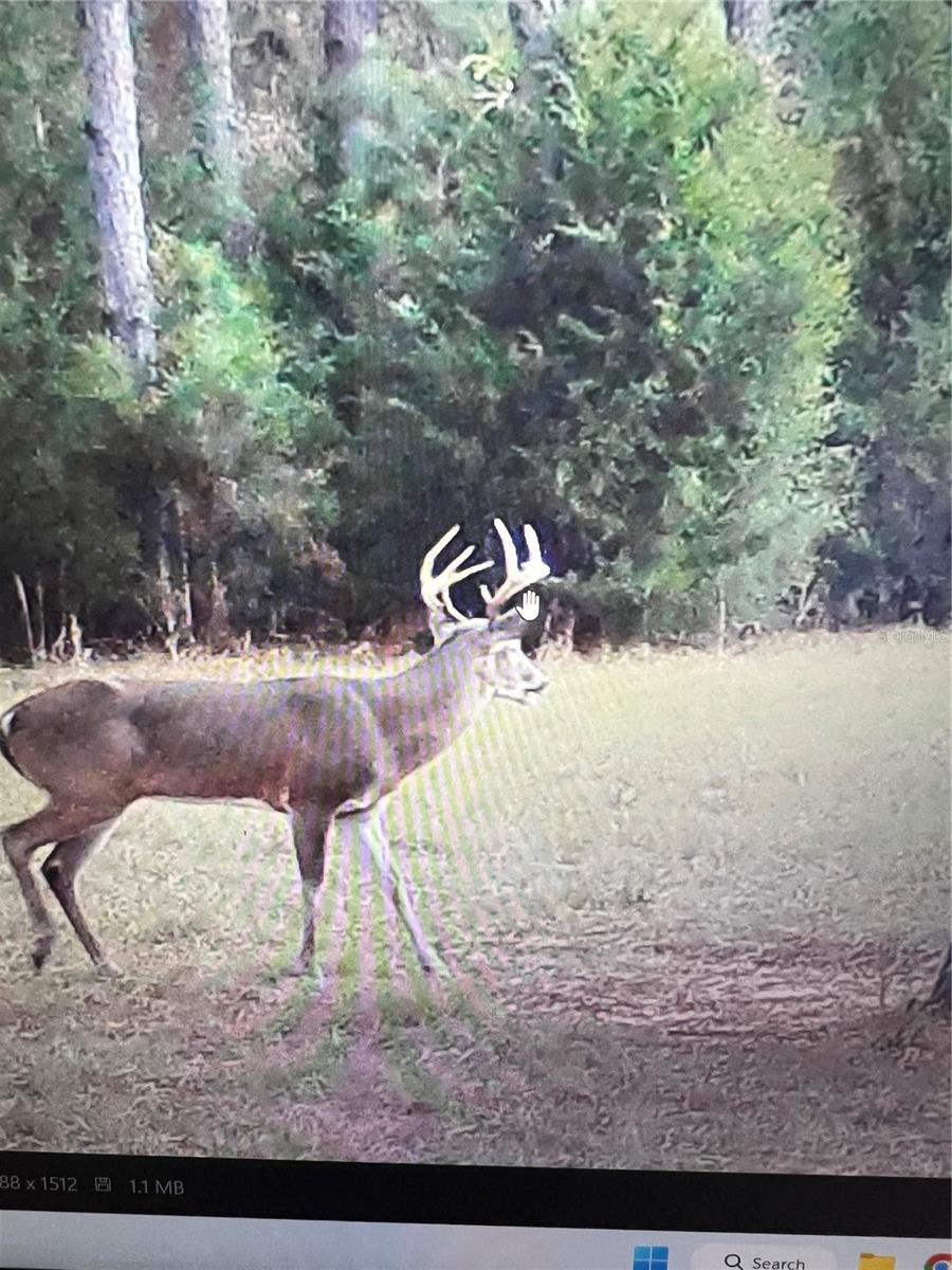 GILLETTE ROAD, Zolfo Springs, FL 33890