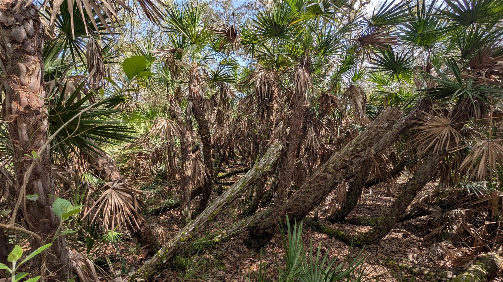 GILLETTE ROAD, Zolfo Springs, FL 33890