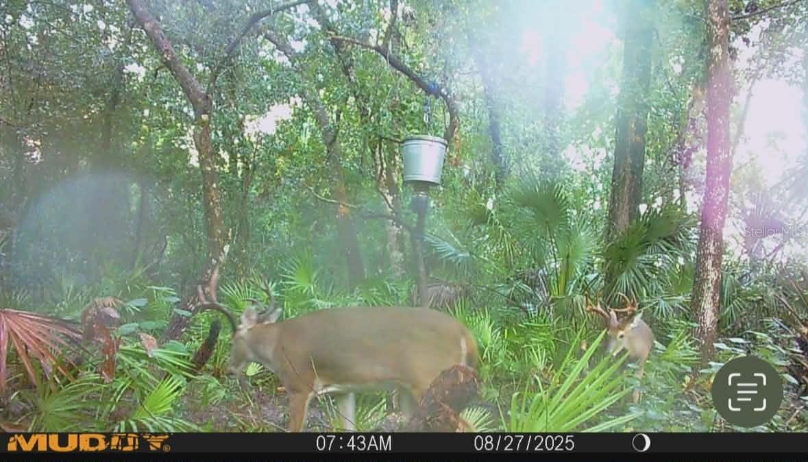 GILLETTE ROAD, Zolfo Springs, FL 33890