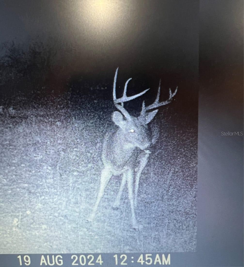 GILLETTE ROAD, Zolfo Springs, FL 33890