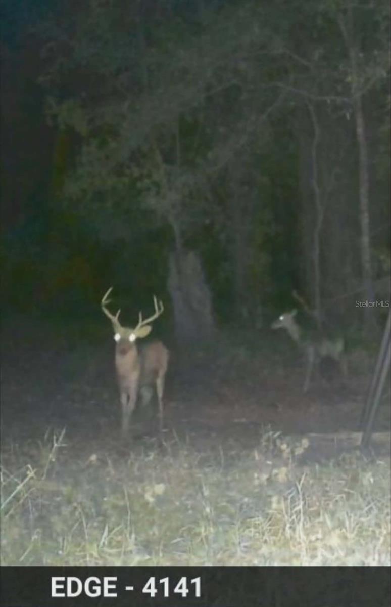 GILLETTE ROAD, Zolfo Springs, FL 33890