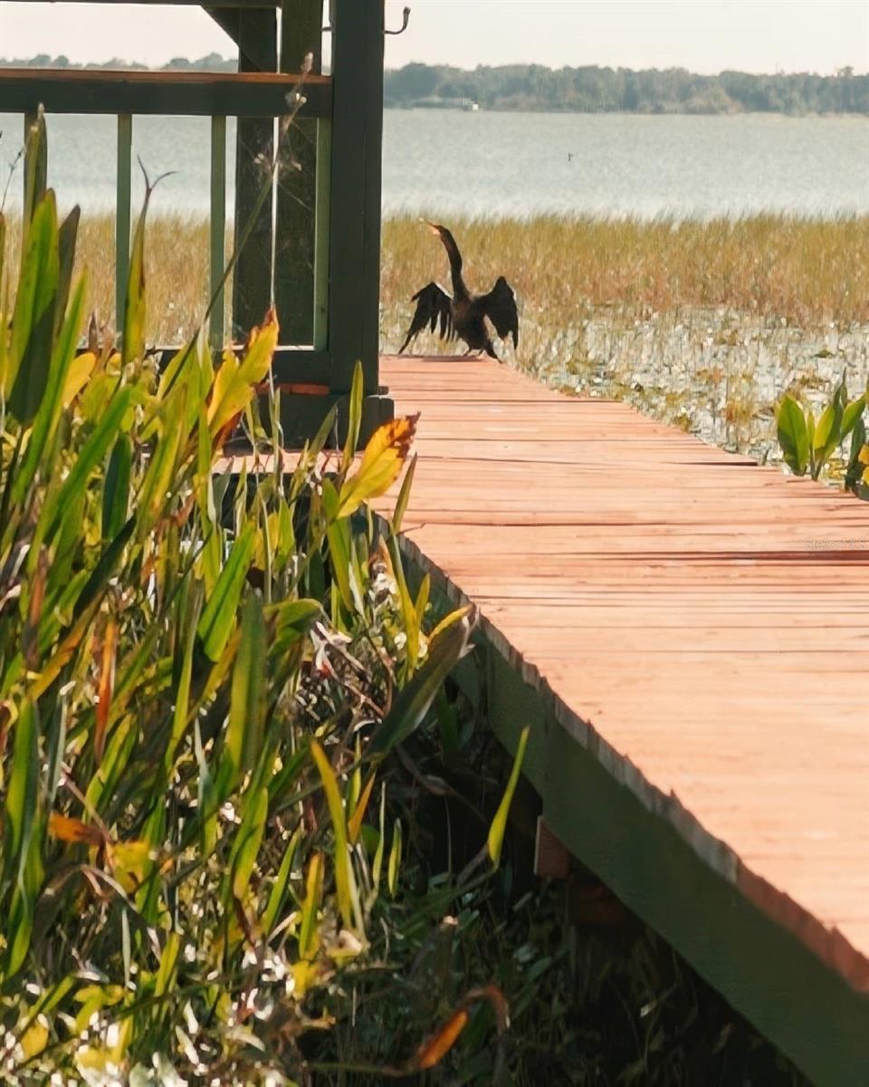 Anhinga on the Dock