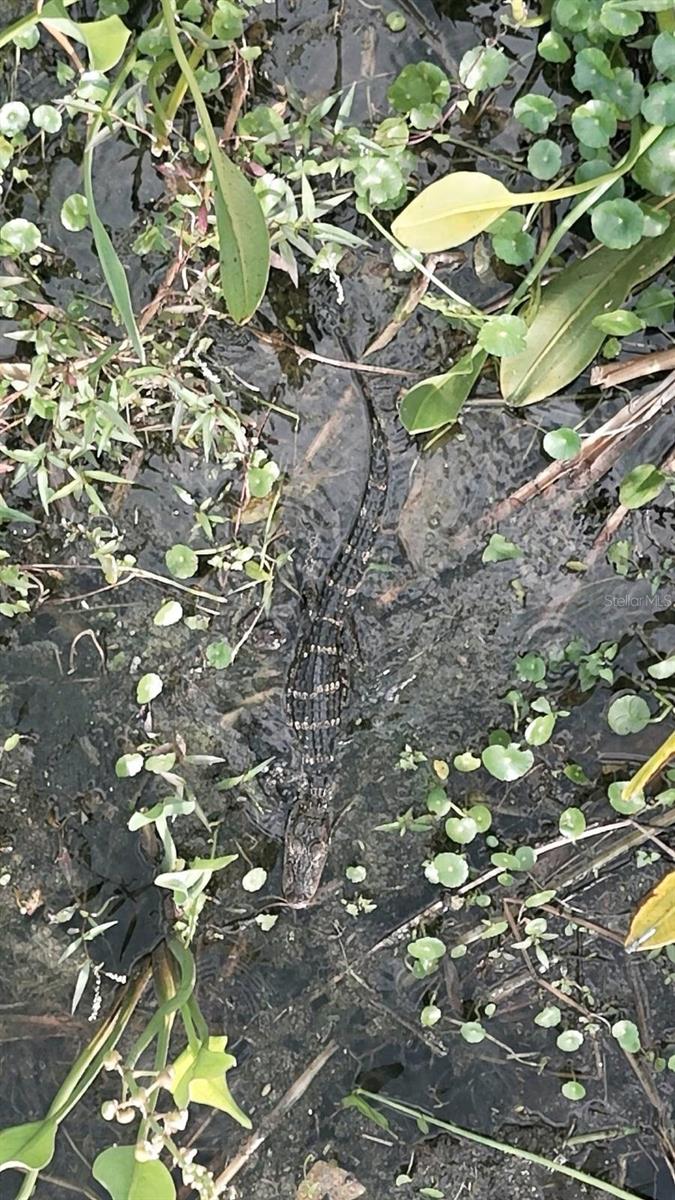"Junior" the baby gator wants you to buy this home