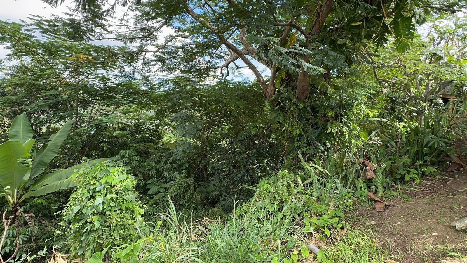 PR. 813 Km 2.1 BO. NUEVO, Naranjito, PR 00719