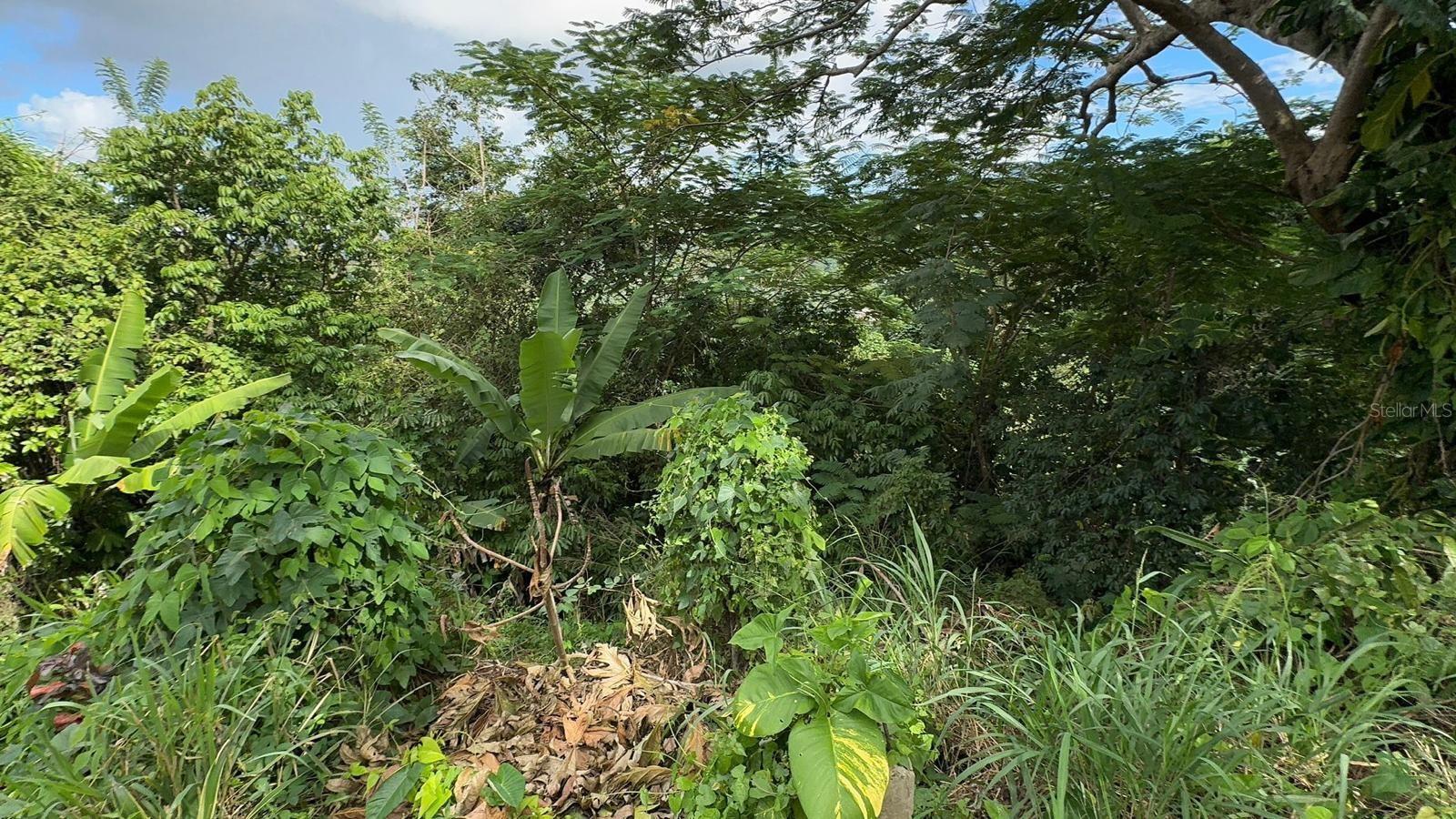 PR. 813 Km 2.1 BO. NUEVO, Naranjito, PR 00719