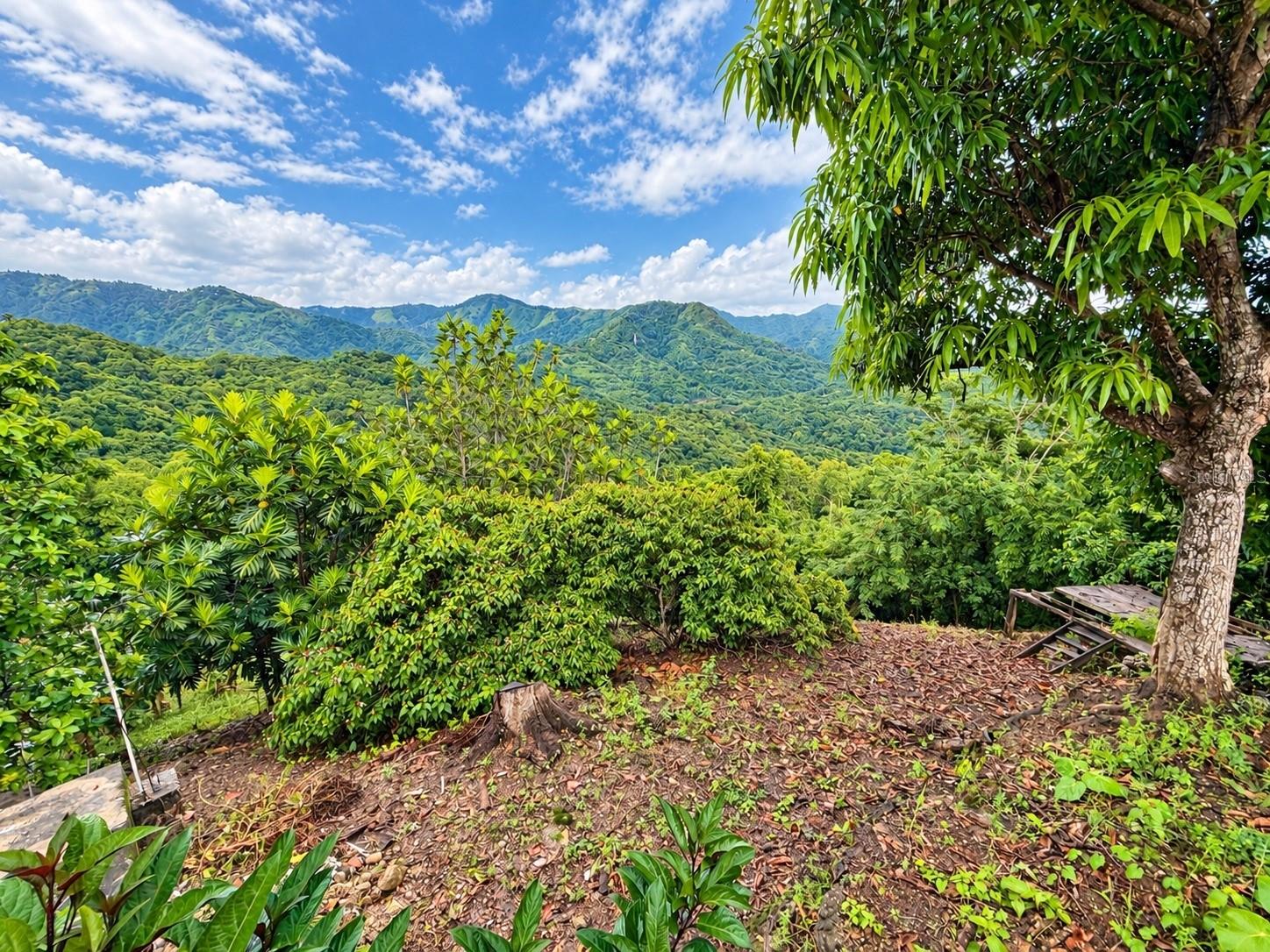 CARR 371 BO COLLORES SECT FRANCIA, Yauco, PR 00698