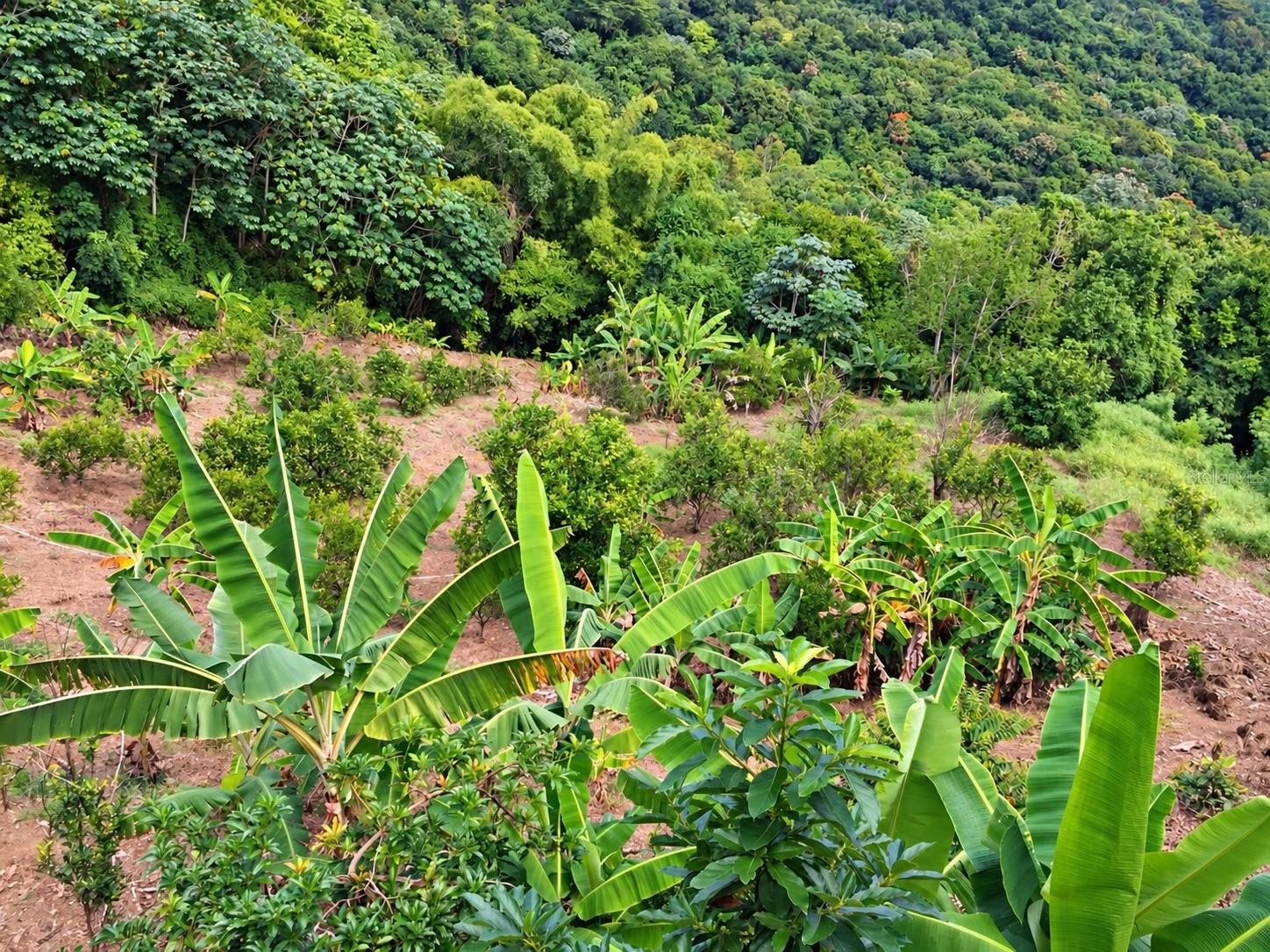 CARR 371 BO COLLORES SECT FRANCIA, Yauco, PR 00698