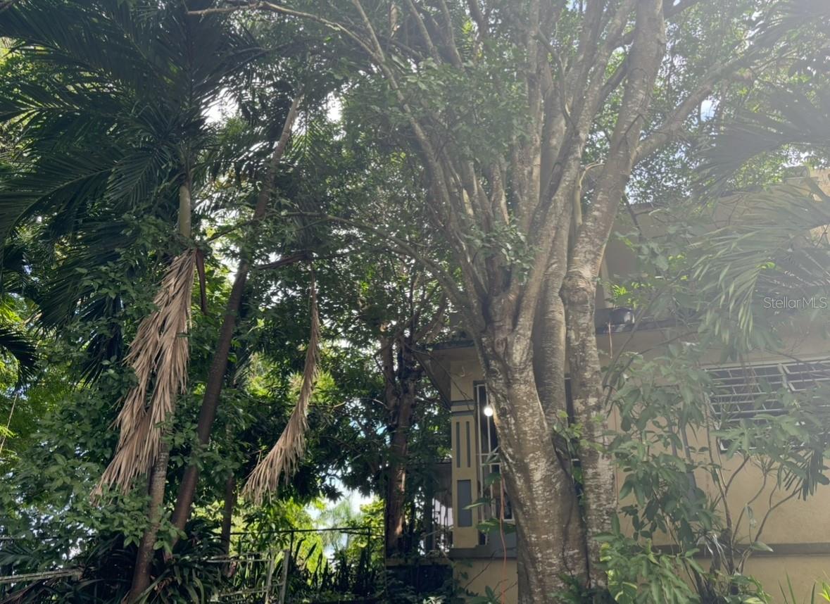 Mature tree canopy and green space