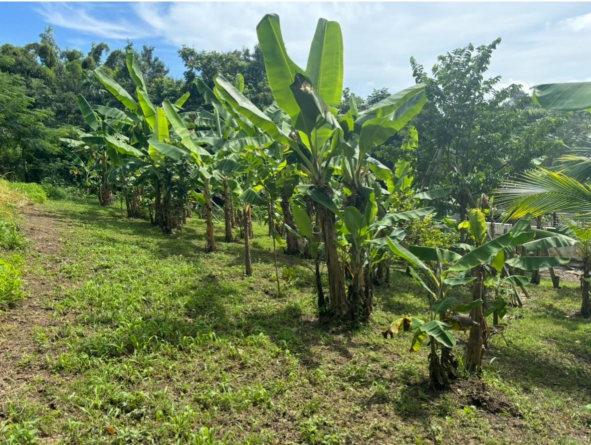 Banana and plantain grove on the parcel