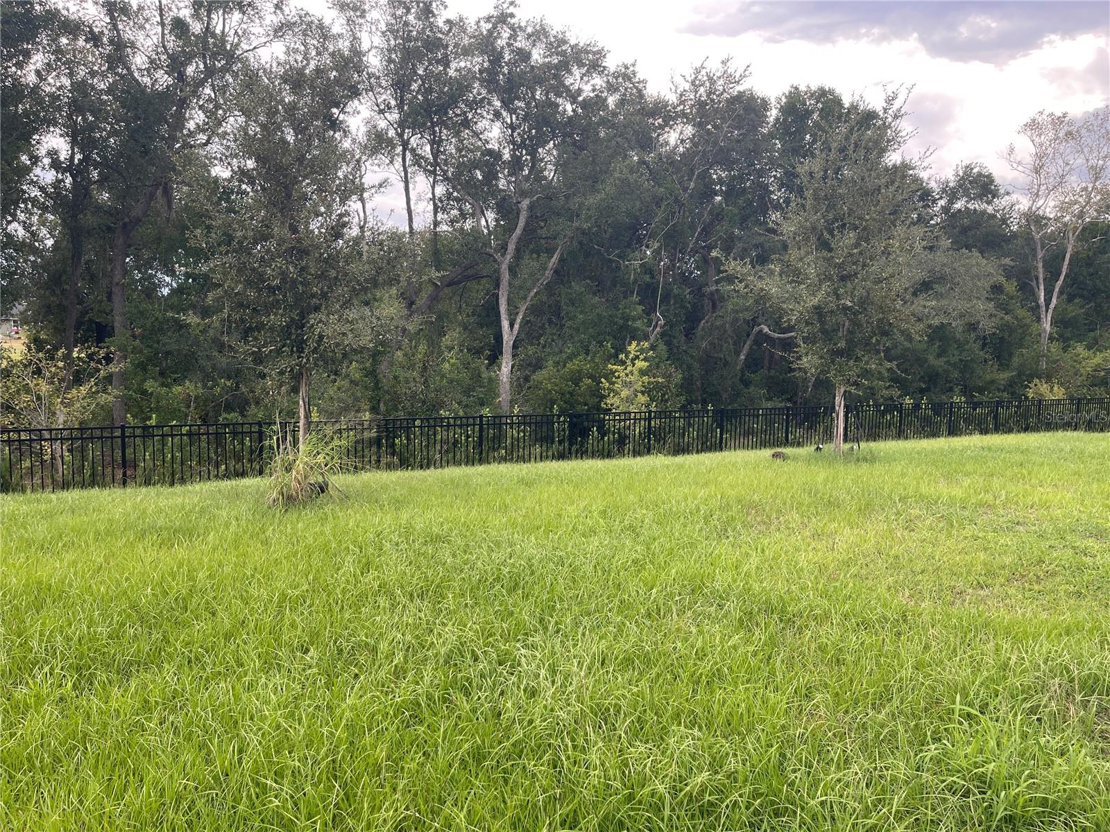 Back Yard