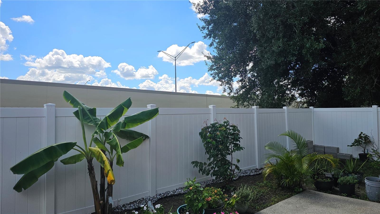 Backyard w/Tropical Fruit Trees