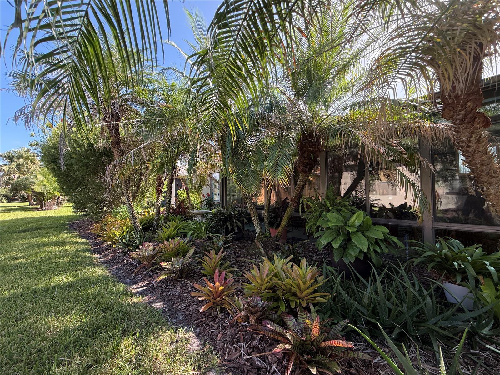 Privacy Landscaping in Backyard