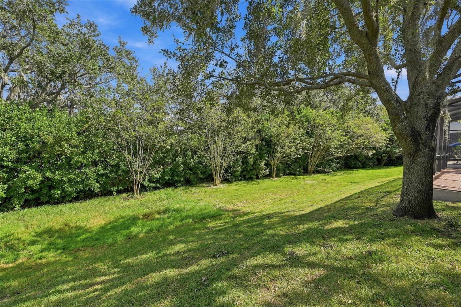 Backyard