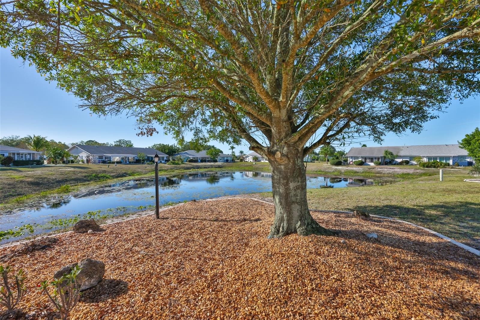 Gorgeous shade tree for your private sitting space!