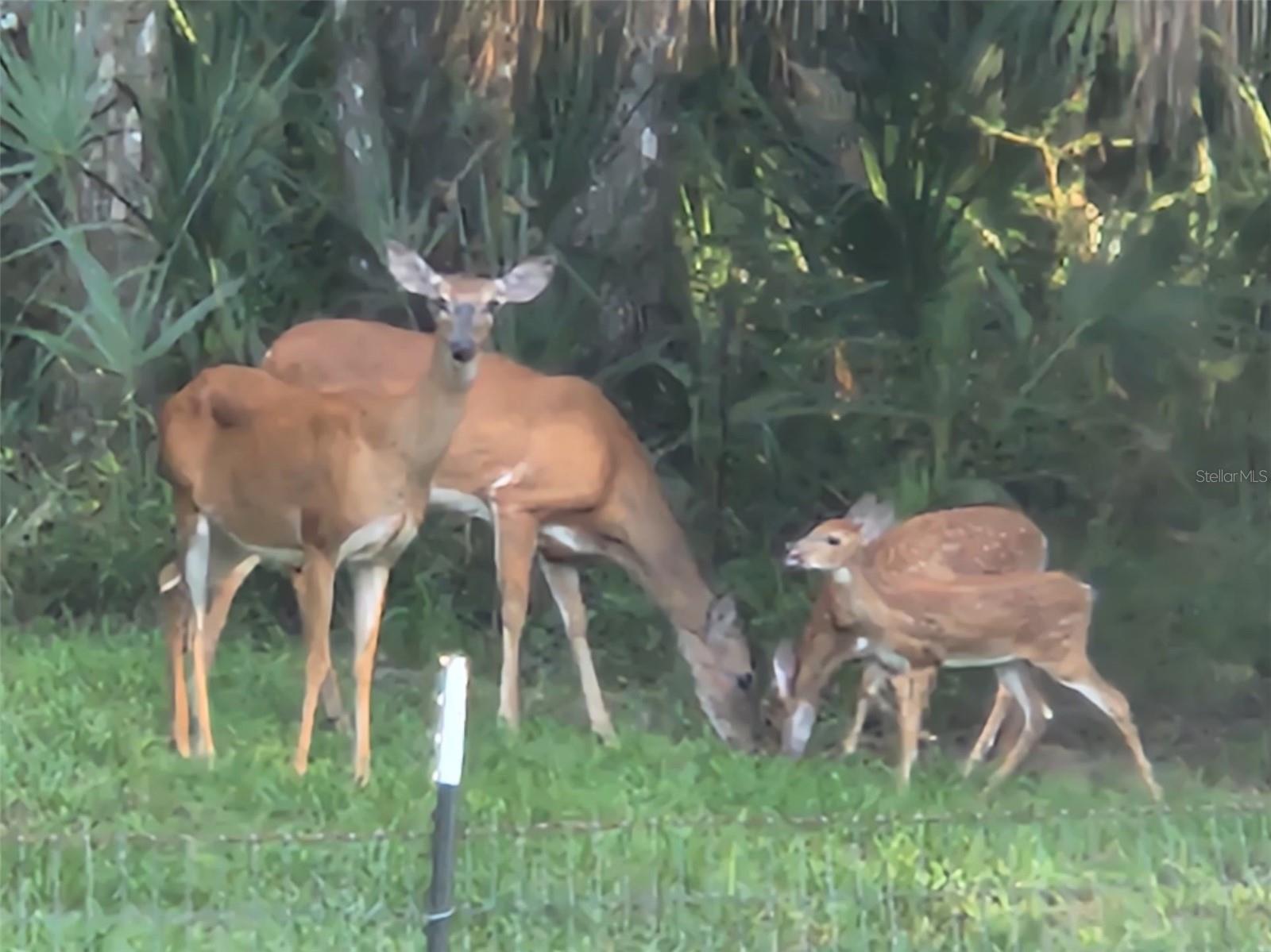 462 S DEW PLANT POINT, Crystal River, FL 34429