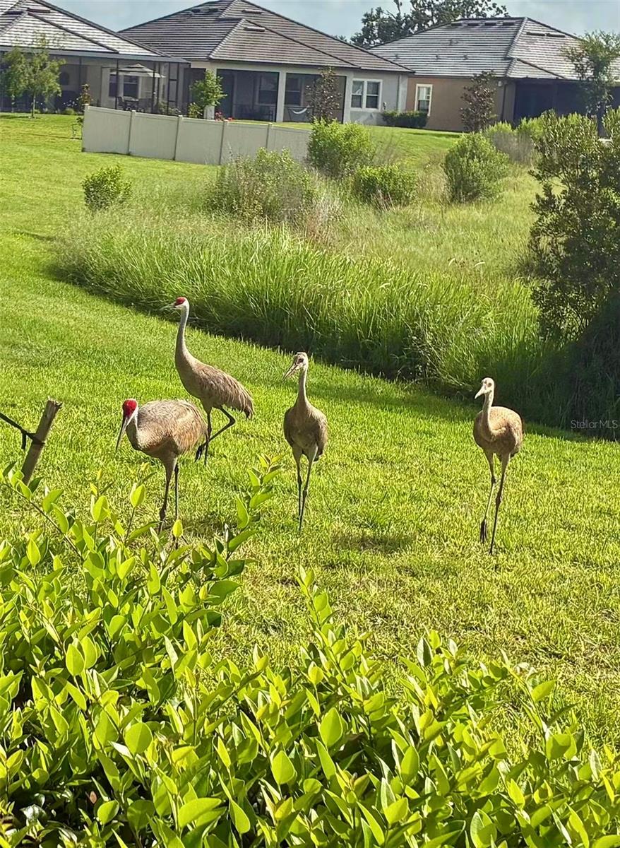 Backyard Wildlife