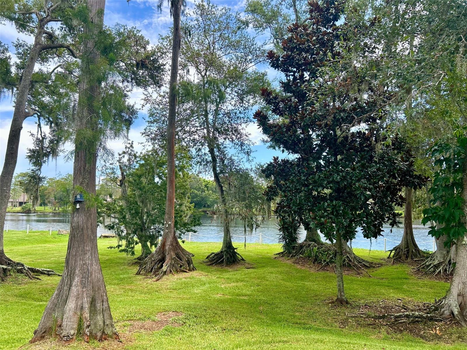 Backyard View